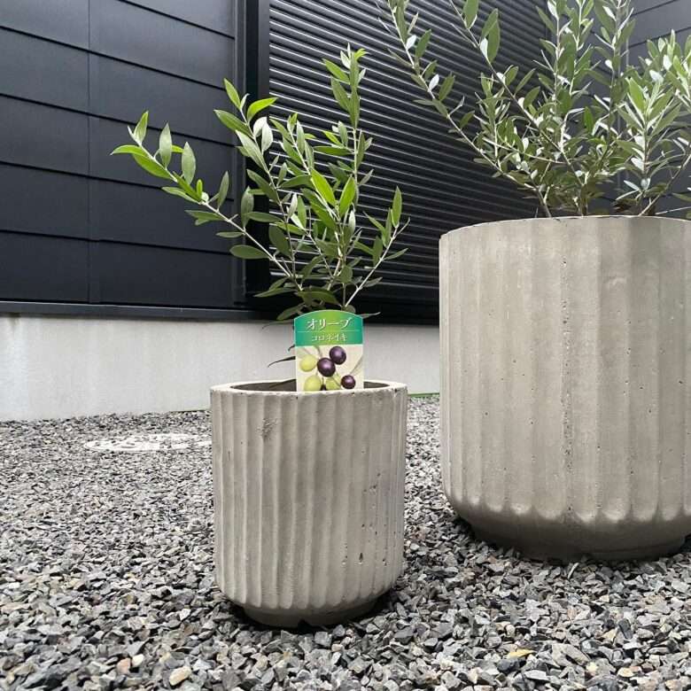 Olive koroneiki + GRC planter ;-)